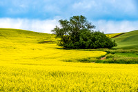 Palouse Spring Canola