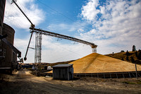 Wheat Pile