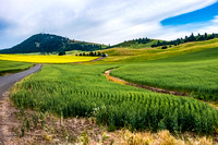 WA Palouse Scenes-