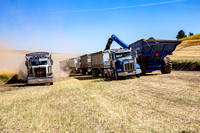 Canola Transfer to Trucks