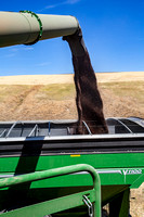 Canola into Hopper
