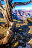 Grand Canyon Roots