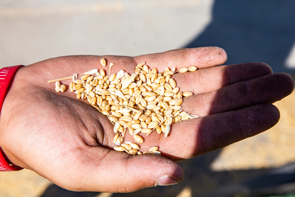 Wheat