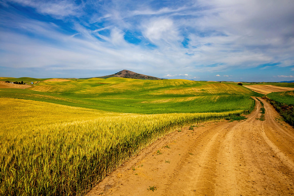Palouse Wheat