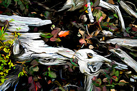 Wood Duck